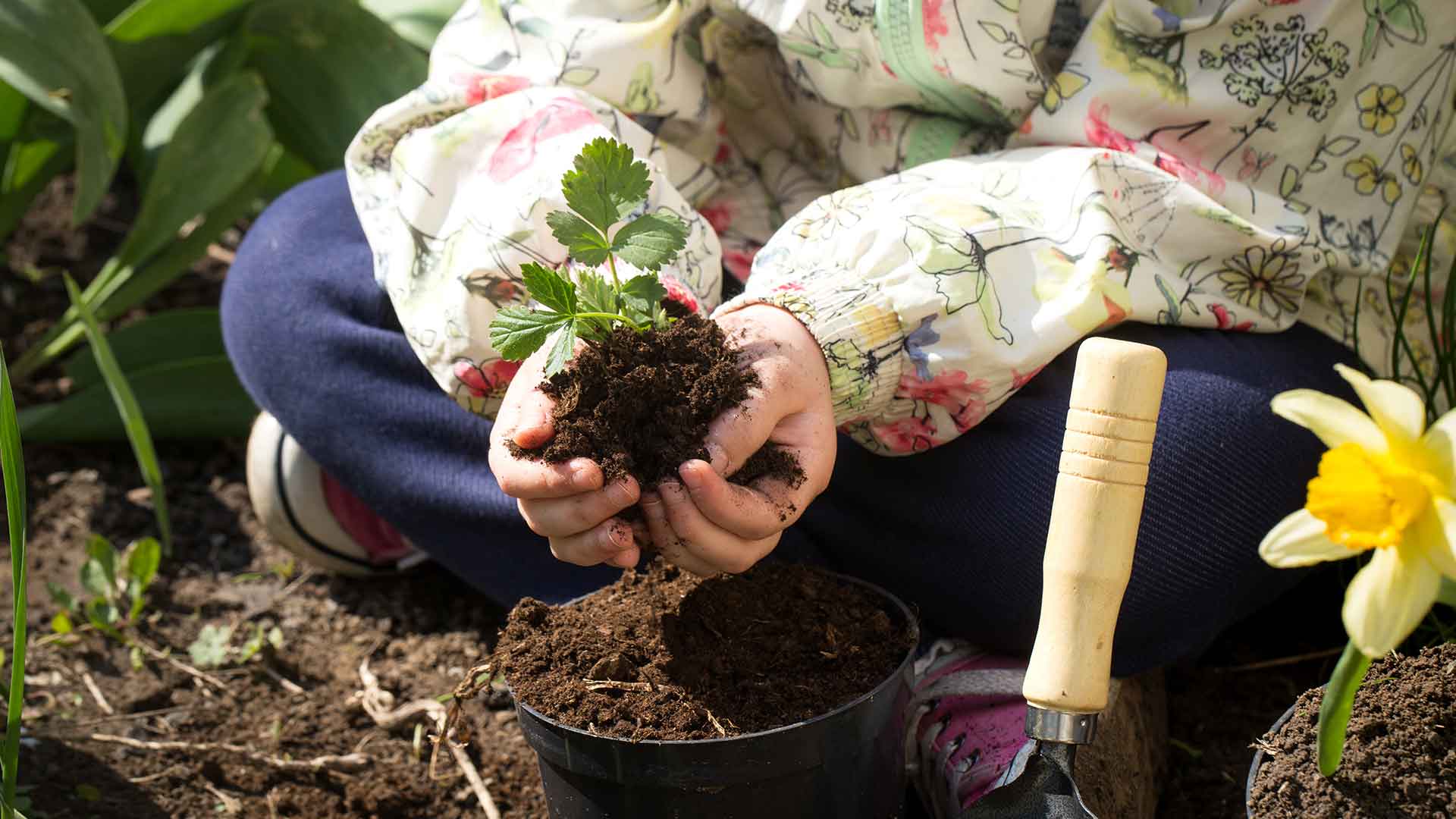 Child planting a strawberry