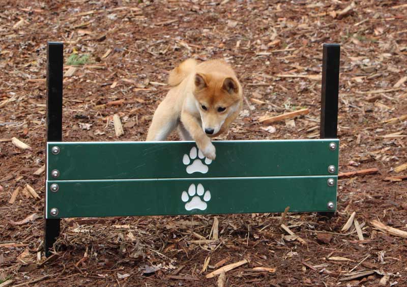 Shiba Inu hopping a pointer plank Shiba Inu hopping a pointer plank