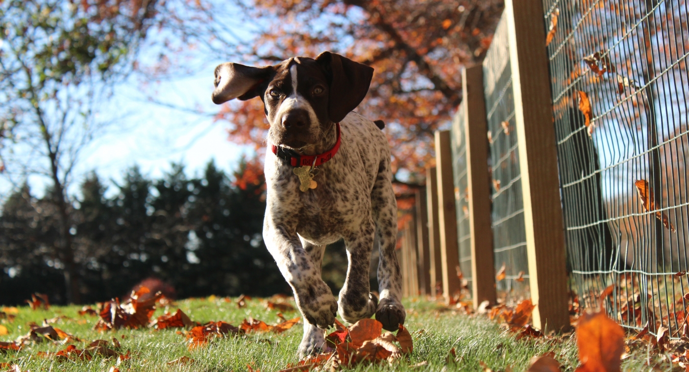 5 Ways to Keep Kids and Pets Safe in Your Yard