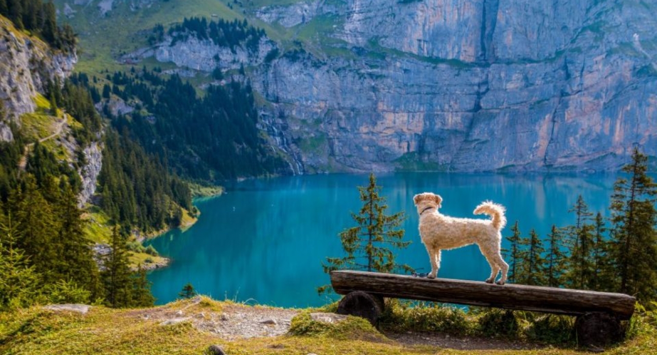 A dog at a lake