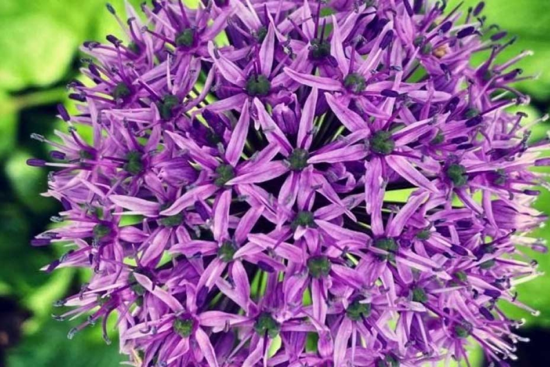 Allium Flower