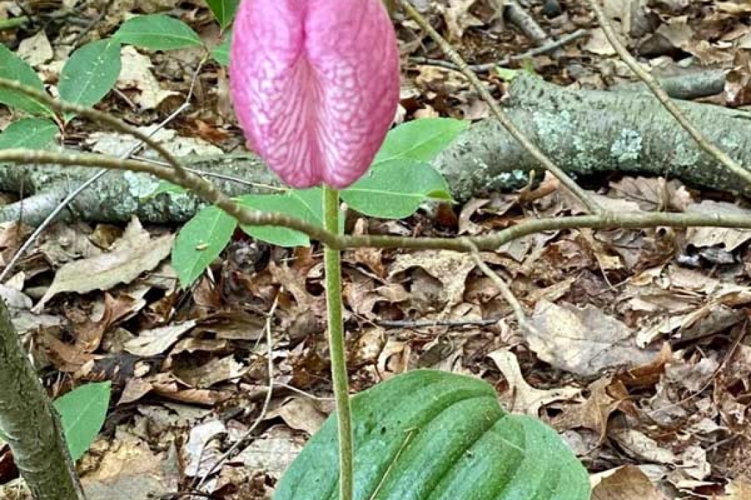 Pink Lady Slipper