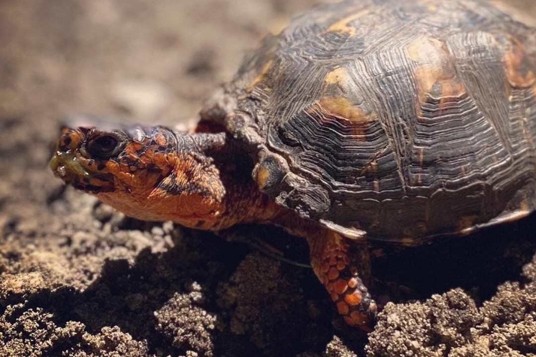 Eastern Box Turtle