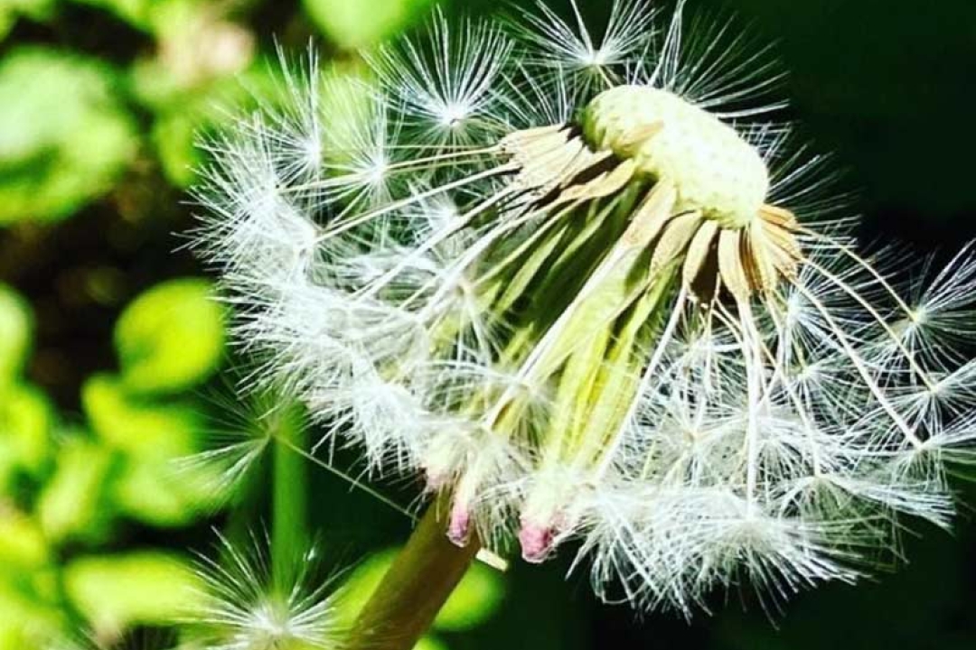 Dandelion