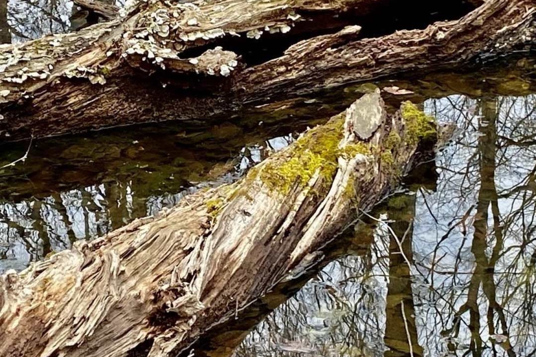 Toad Pond