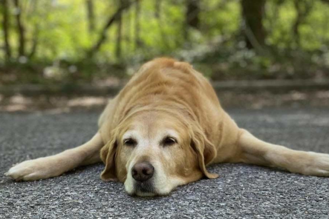 Honey, My Neighbor’s Photogenic Dog