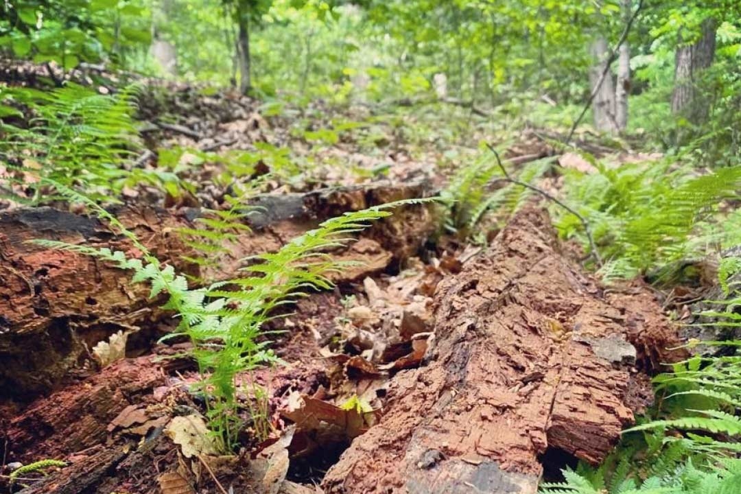 Ferns Grow On A Fallen Tree