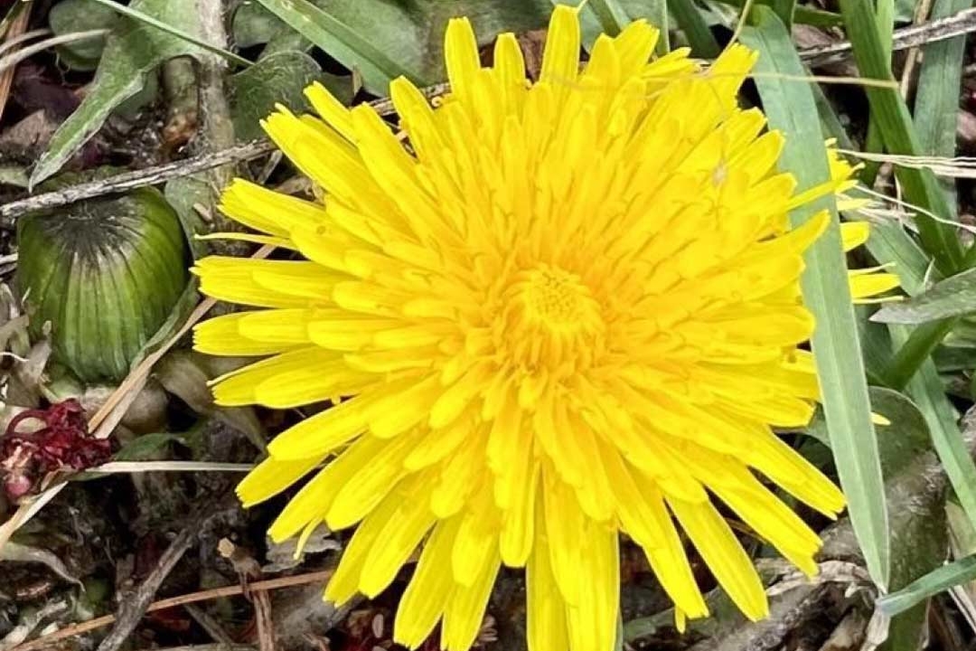 Dandelion