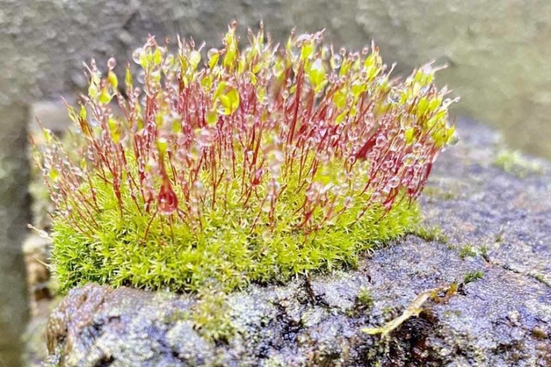 Rainy Moss