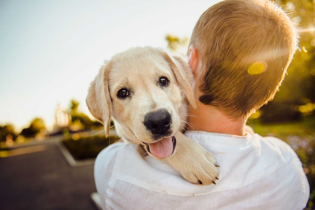 Why Your Kid Should Have a Pet at Home