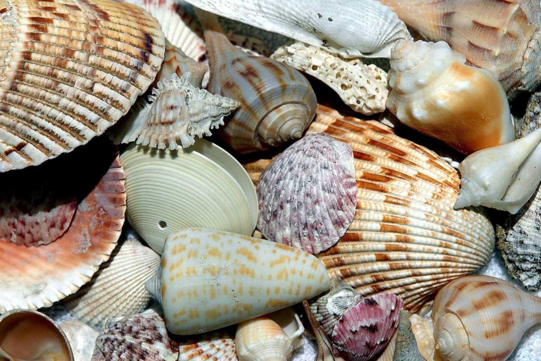 5 Tips for Collecting Seashells