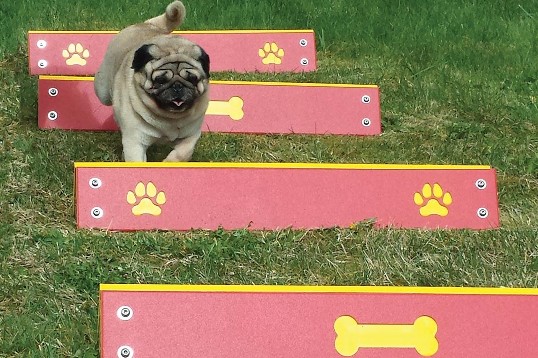 pug jumping over hurdles in a dog park
