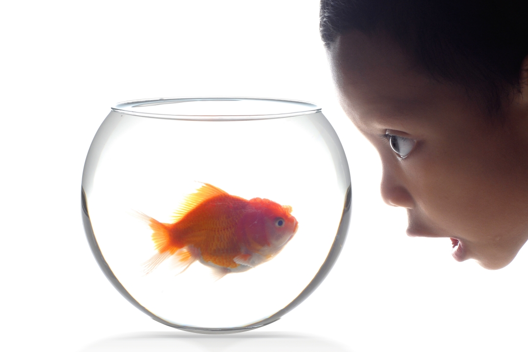kid looking at a goldfish in a fishbowl