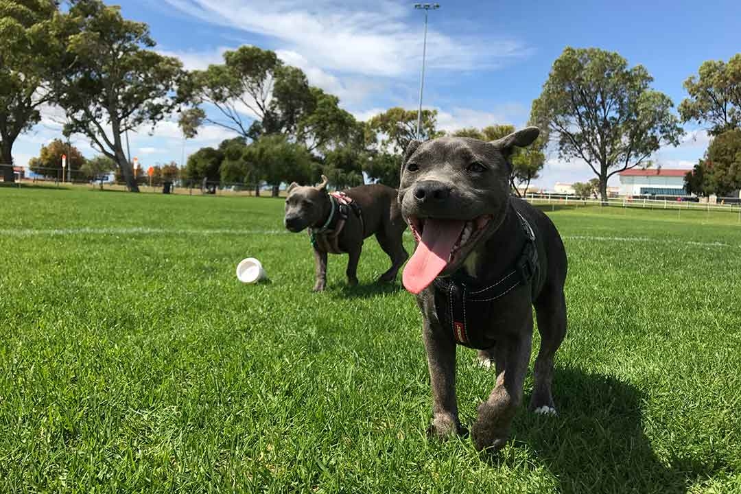 How To Encourage The Best Dog Interactions With People At Parks