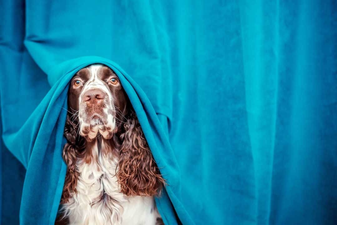5 Signals That Your Dog is Stressed at a Dog Park