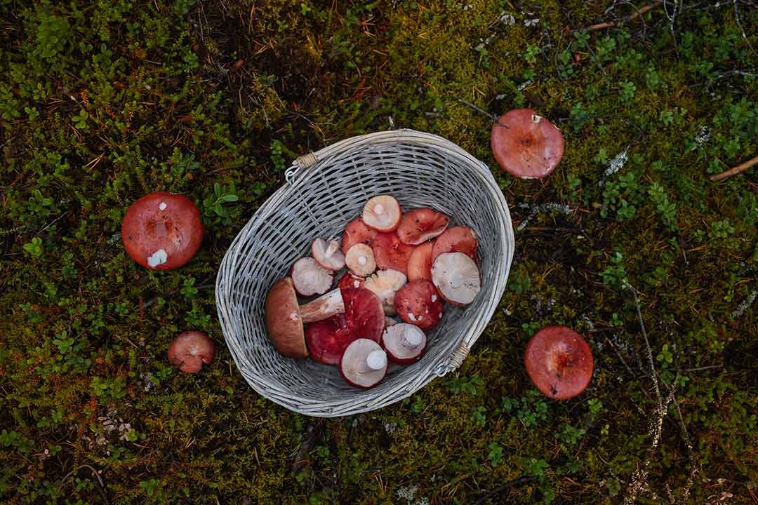 Teaching Children To Forage Safely