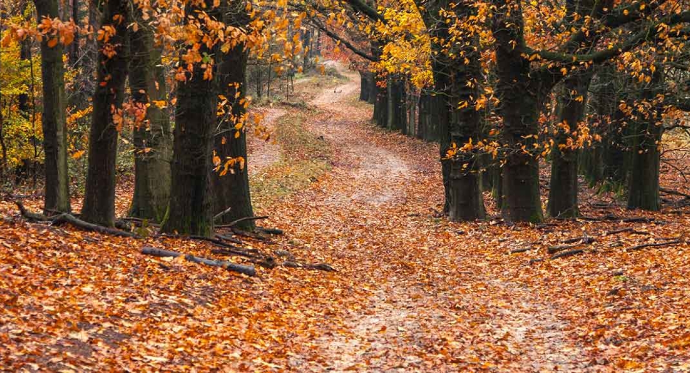 Fall Road Trip