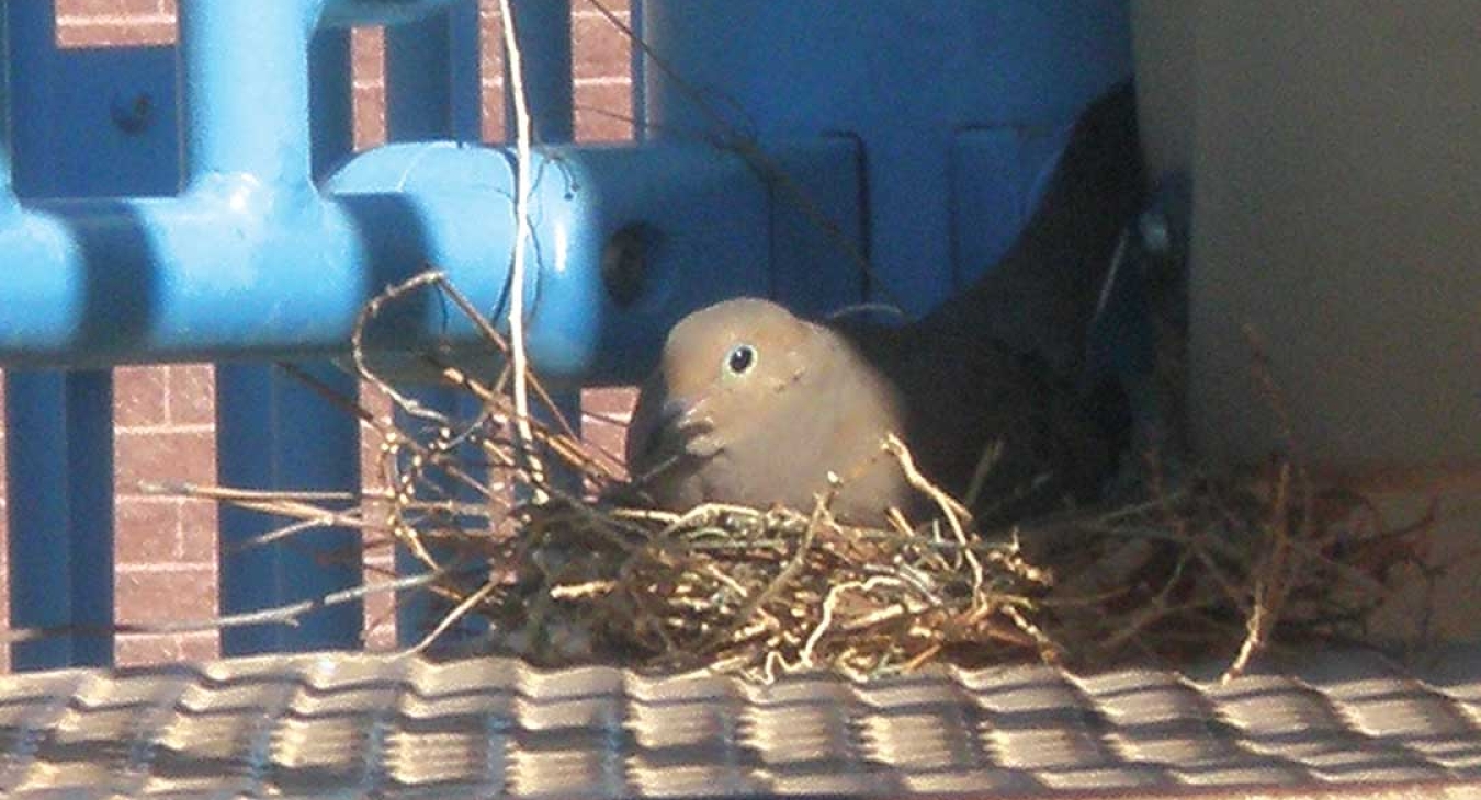 birds nest on a playground