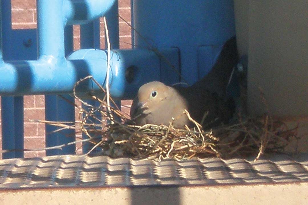birds nest on a playground