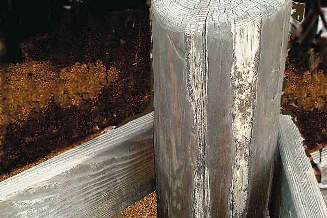 Rotten Wood Playground