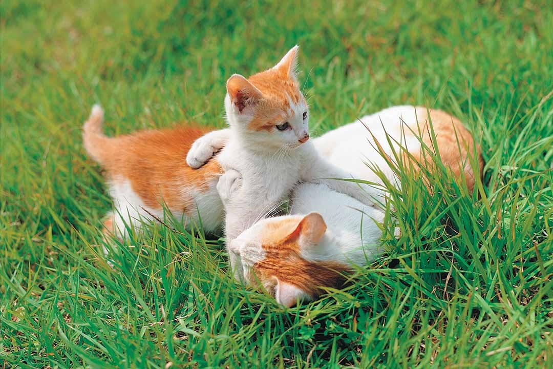 Cats Playing