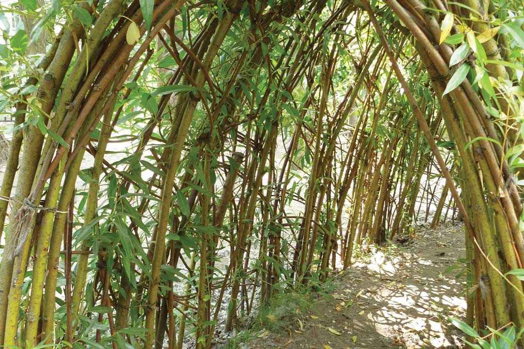 The Nature of Play