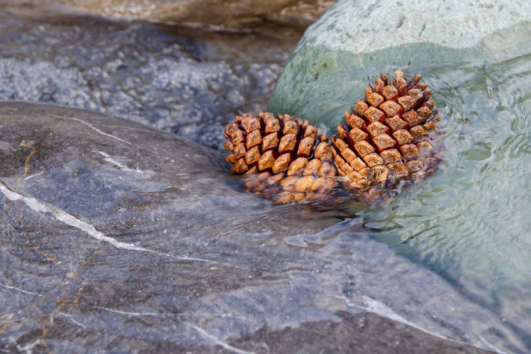  Pine cones resting on river rocks representing Outdorable's nature-inspired design philosophy and connection to the natural world