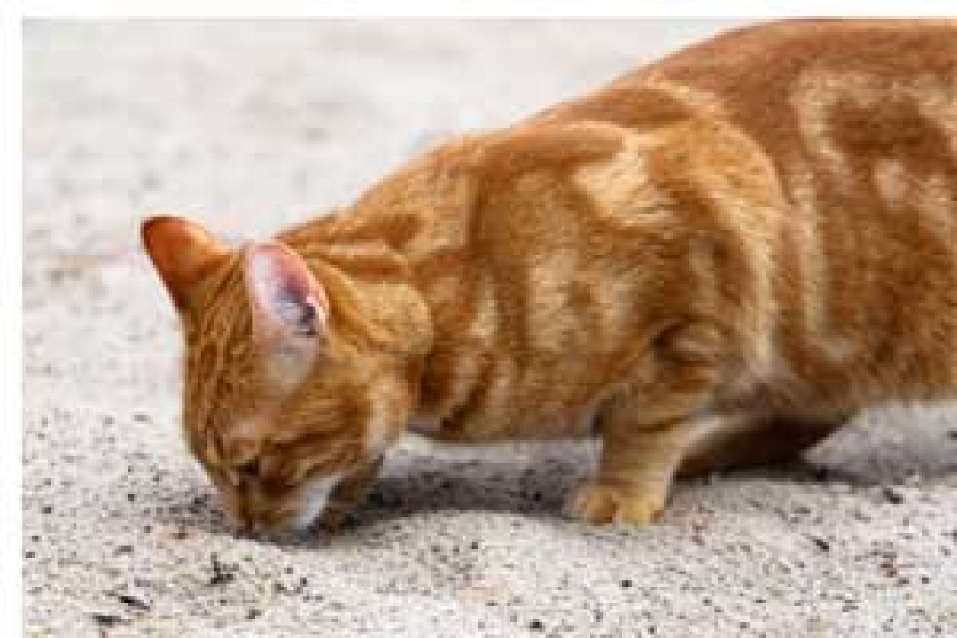 Cat in playground sand
