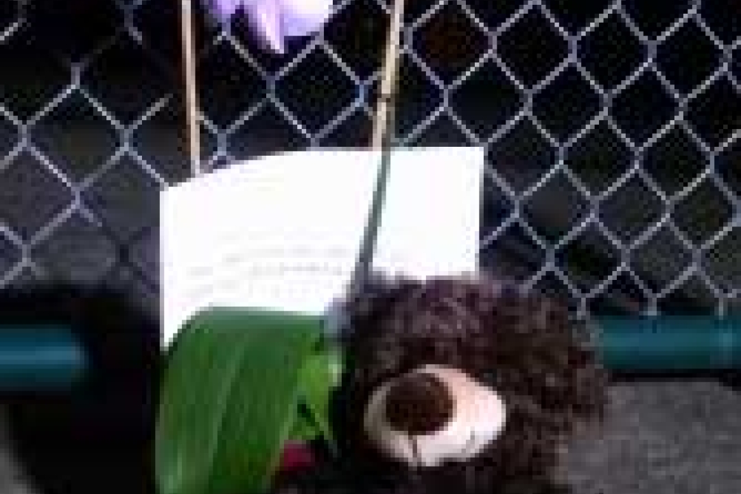 A teddy bear sits outside the chained-link fence at Fisher’s Landing Elementary School in Vancouver, Oct. 3, 2014. (KOIN 6) 