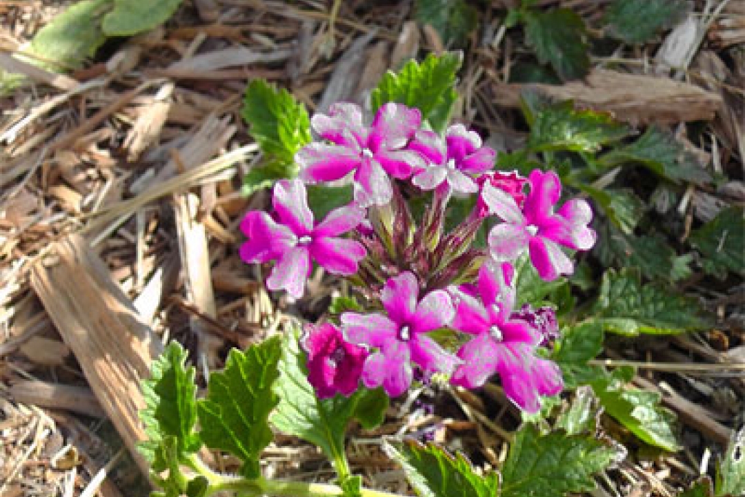 Playing with Flowers - Dr John Sutterby