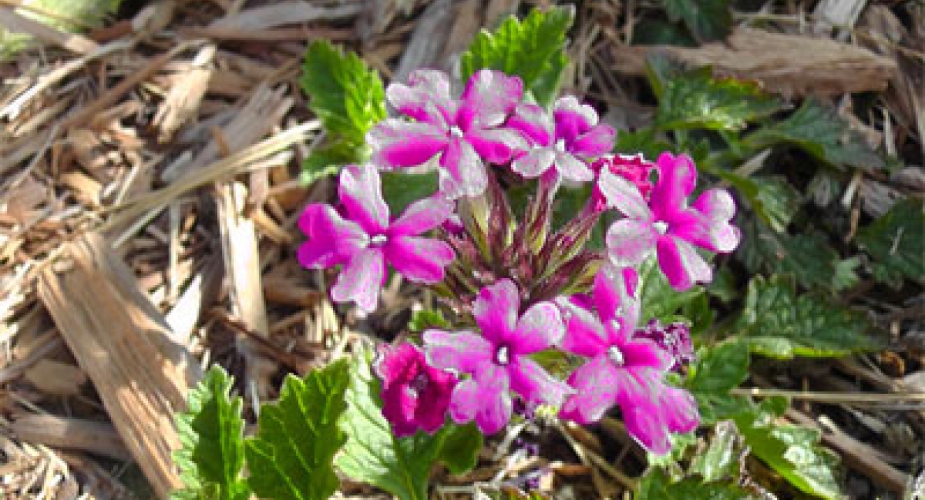 Playing with Flowers - Dr John Sutterby
