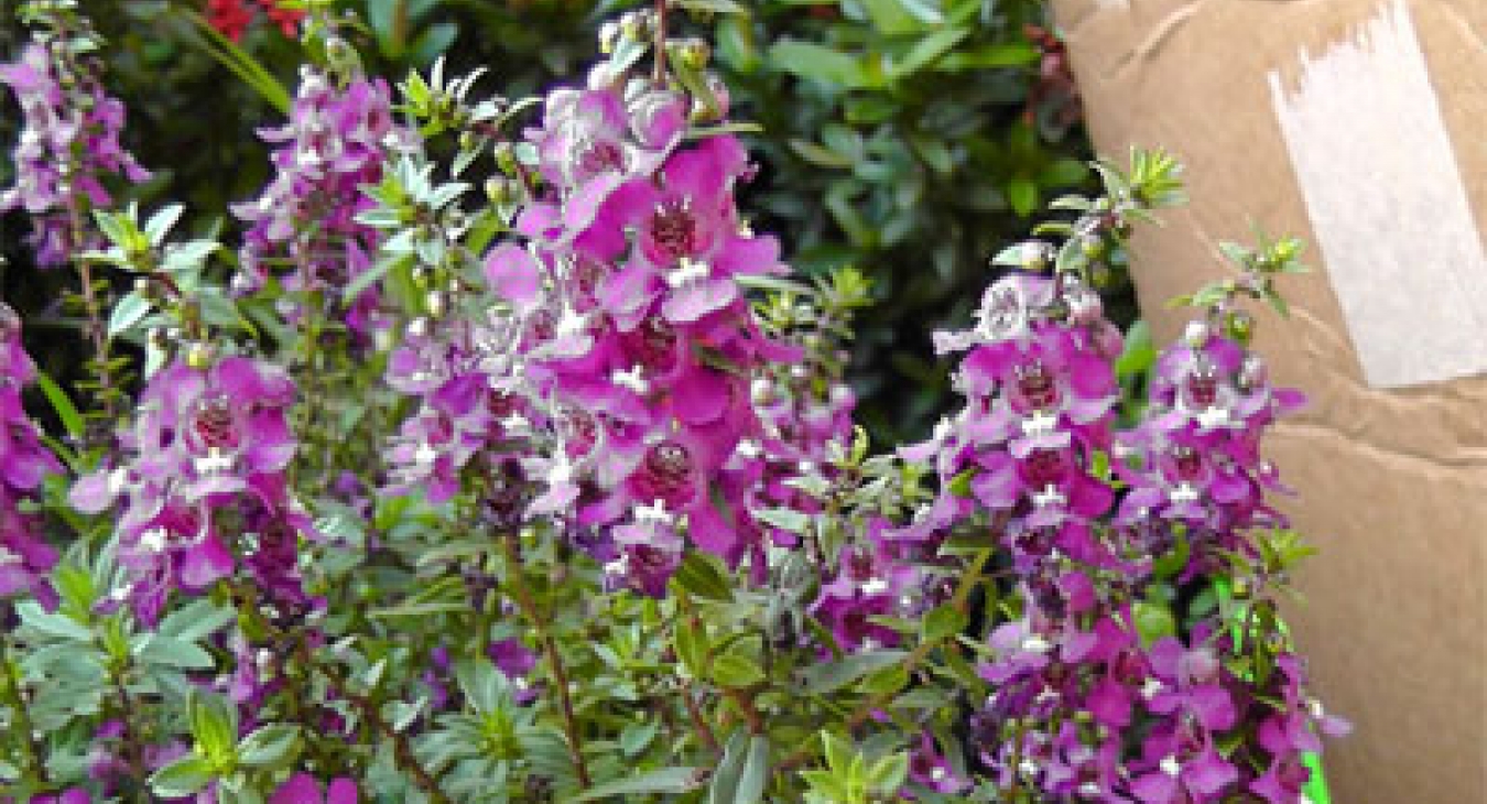 Playing with Flowers - Dr John Sutterby