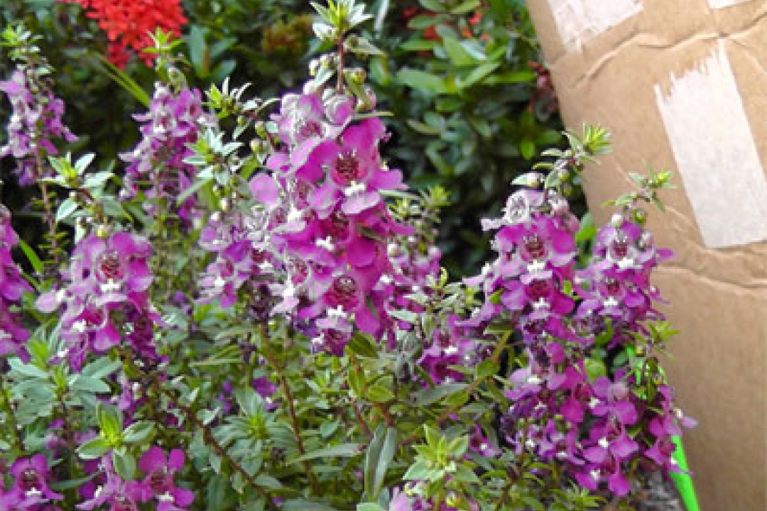 Playing with Flowers - Dr John Sutterby