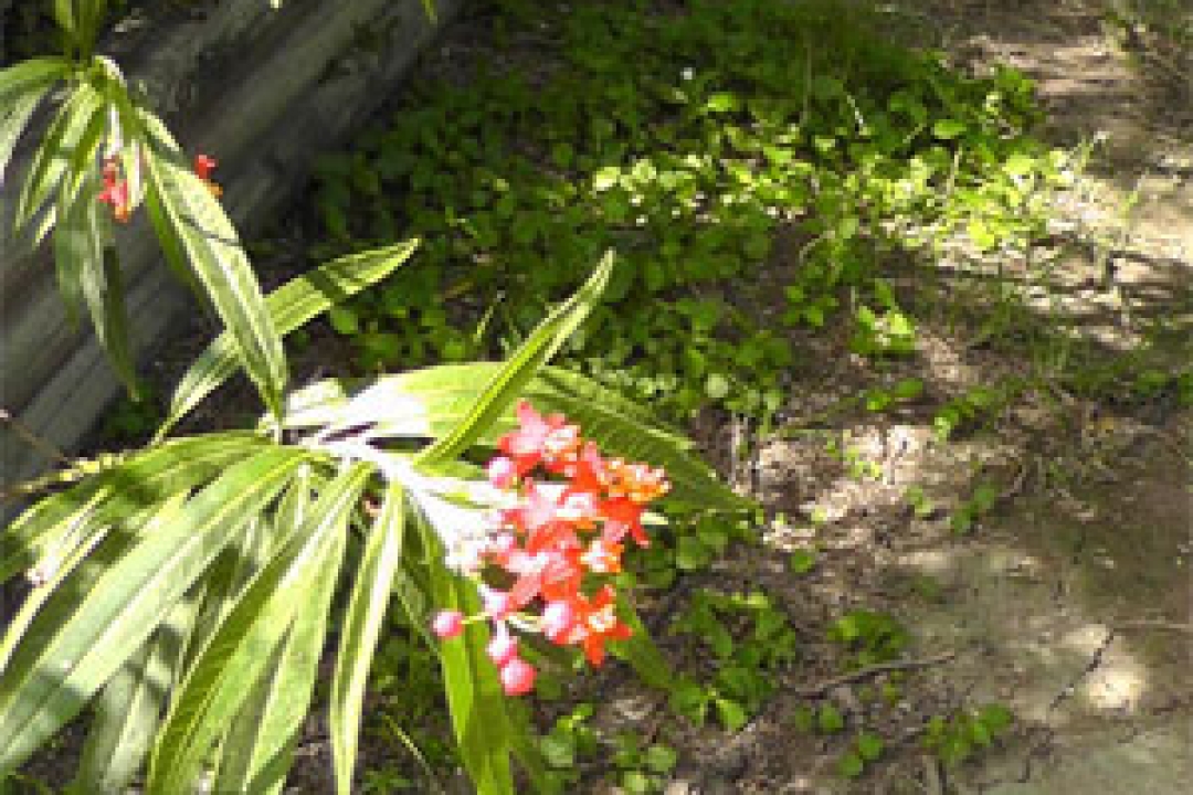 Playing with Flowers - Dr John Sutterby