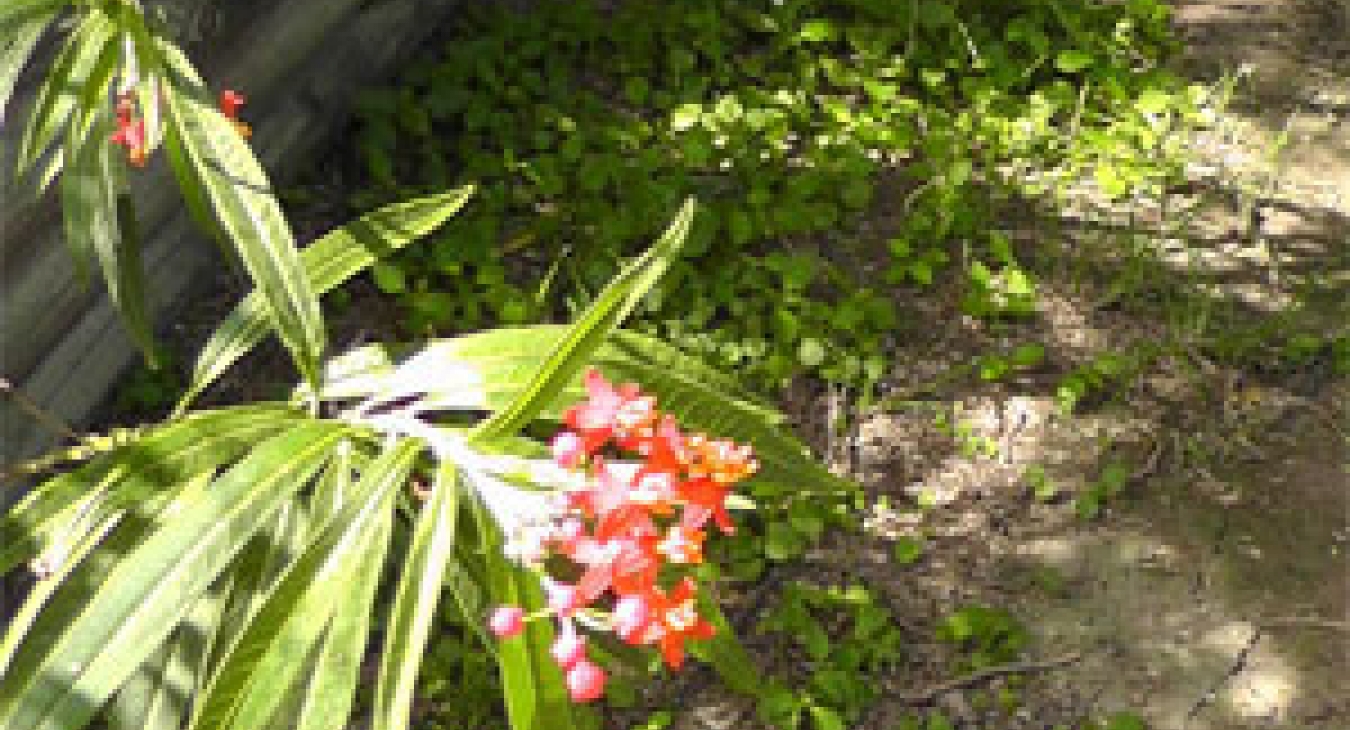 Playing with Flowers - Dr John Sutterby