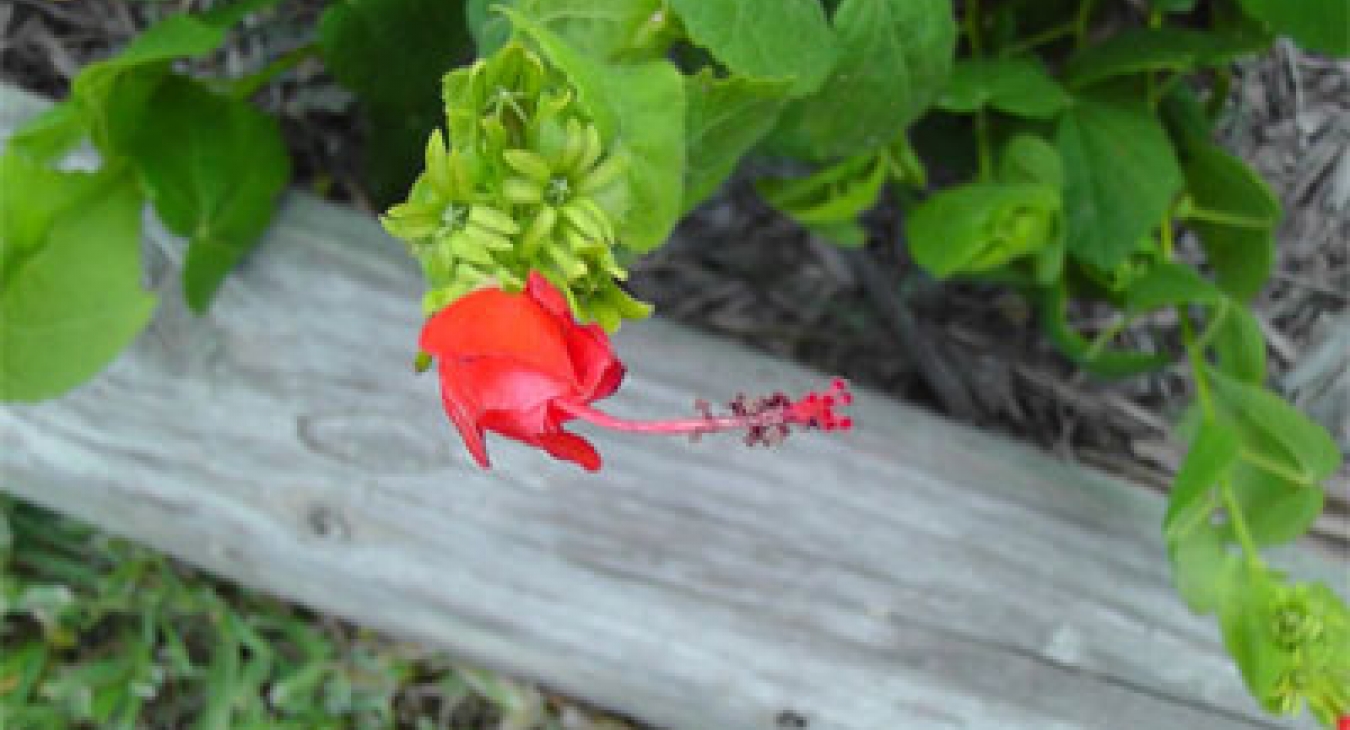 Playing with Flowers - Dr John Sutterby