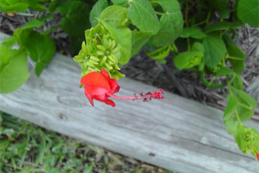 Playing with Flowers - Dr John Sutterby