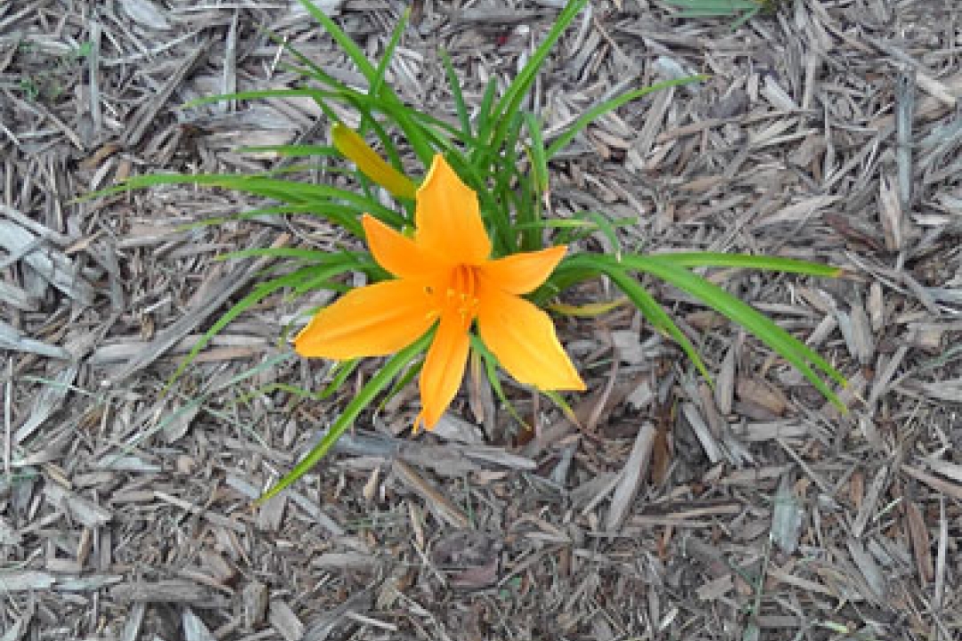 Playing with Flowers - Dr John Sutterby