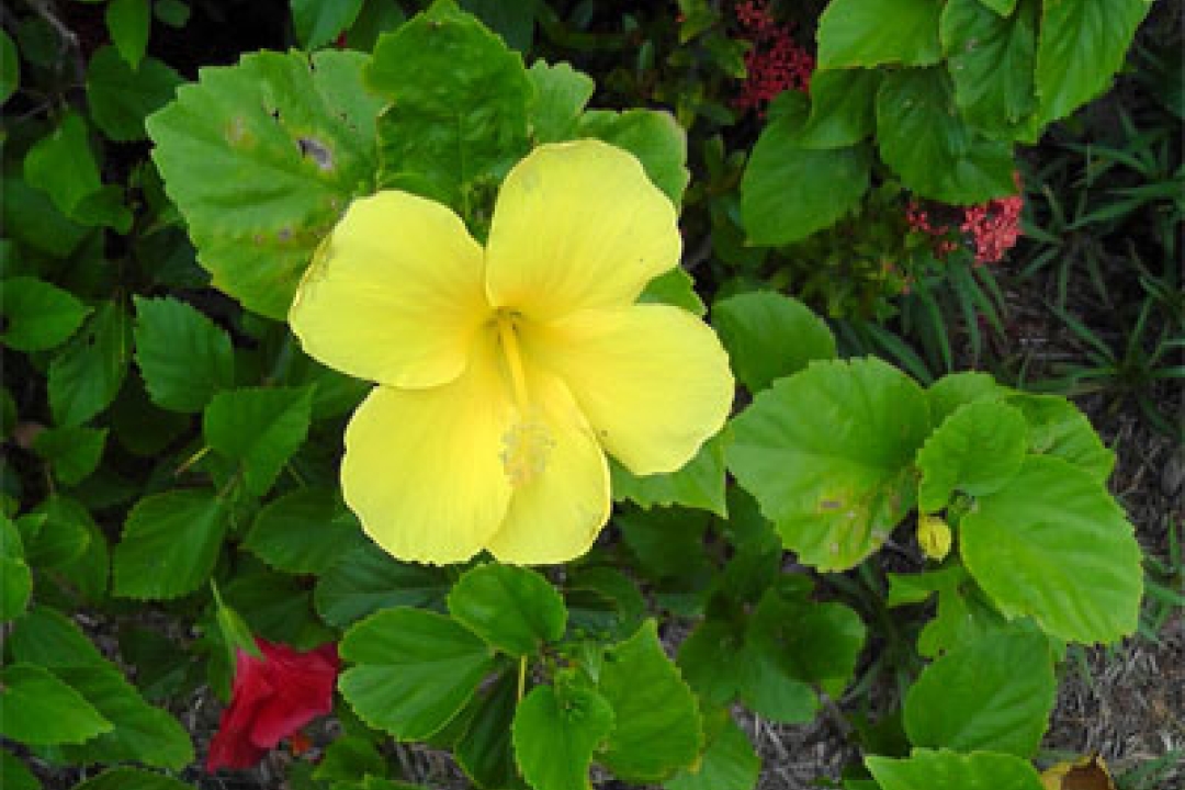 Playing with Flowers - Dr John Sutterby