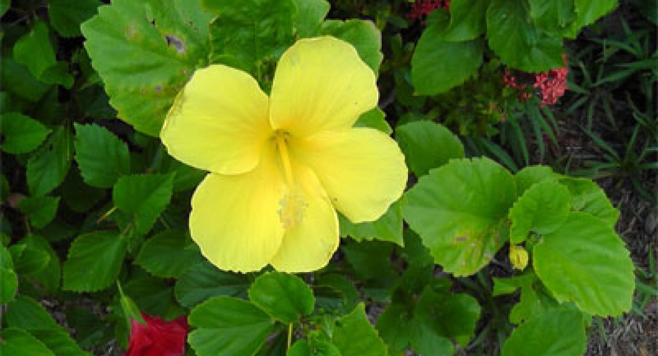 Playing with Flowers - Dr John Sutterby