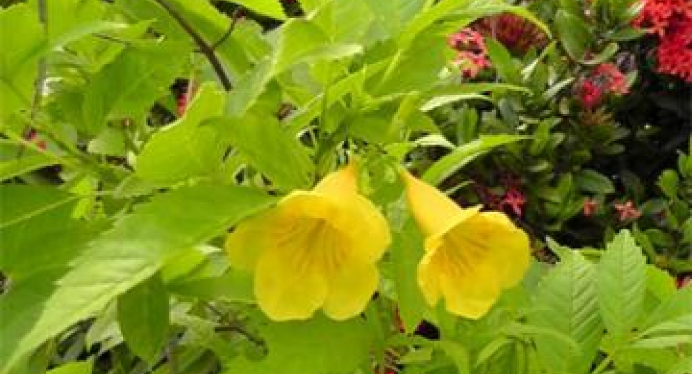 Playing with Flowers - Dr John Sutterby
