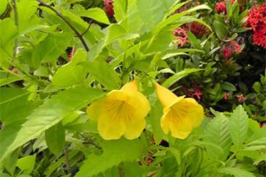 Playing with Flowers - Dr John Sutterby