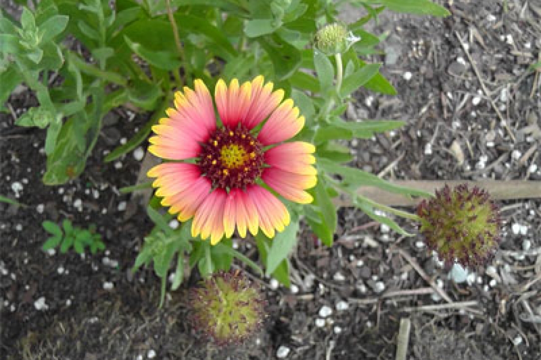 Playing with Flowers - Dr John Sutterby