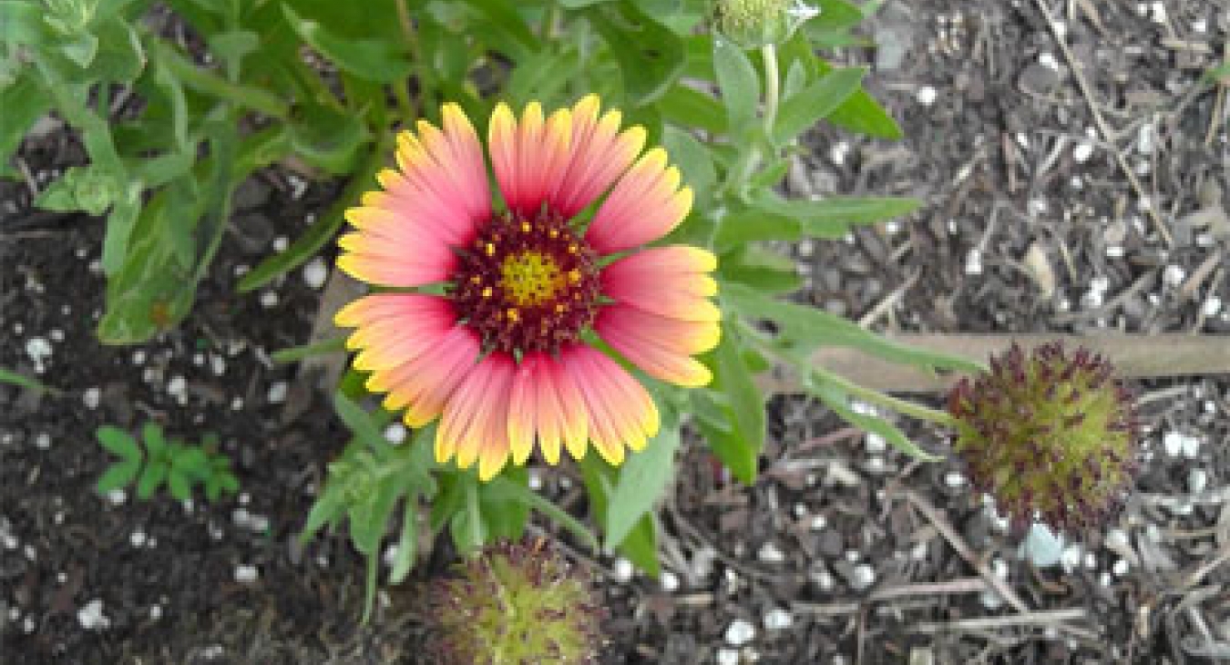 Playing with Flowers - Dr John Sutterby