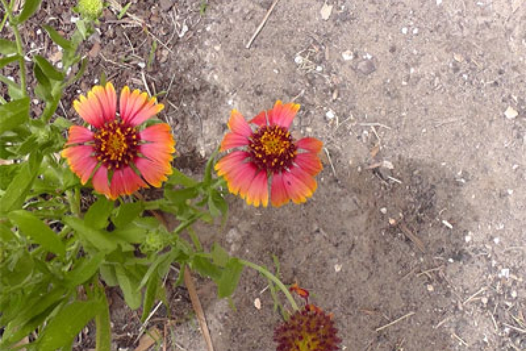 Playing with Flowers - Dr John Sutterby