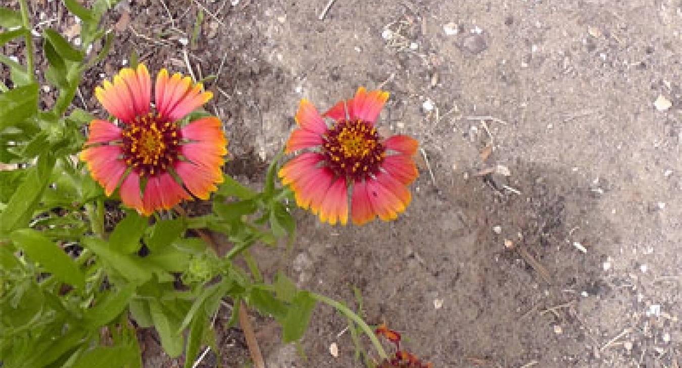 Playing with Flowers - Dr John Sutterby