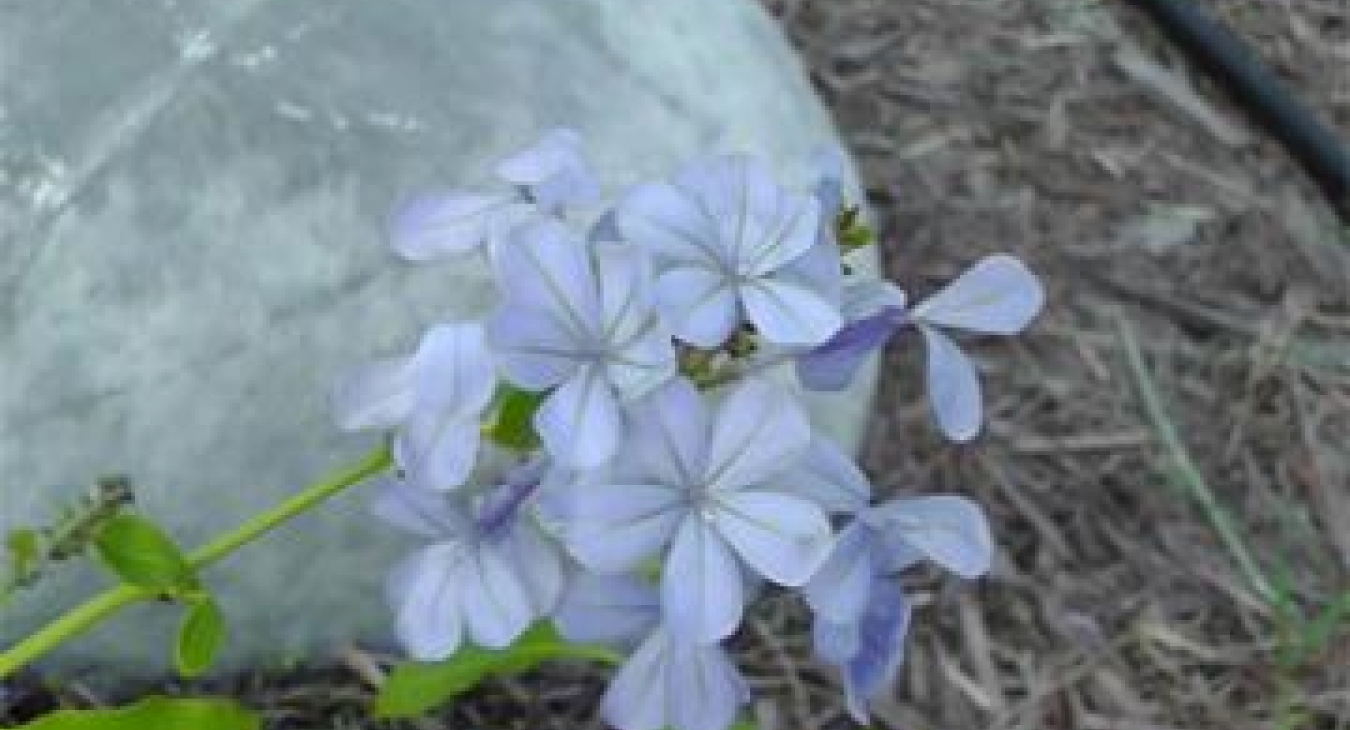 Playing with Flowers - Dr John Sutterby