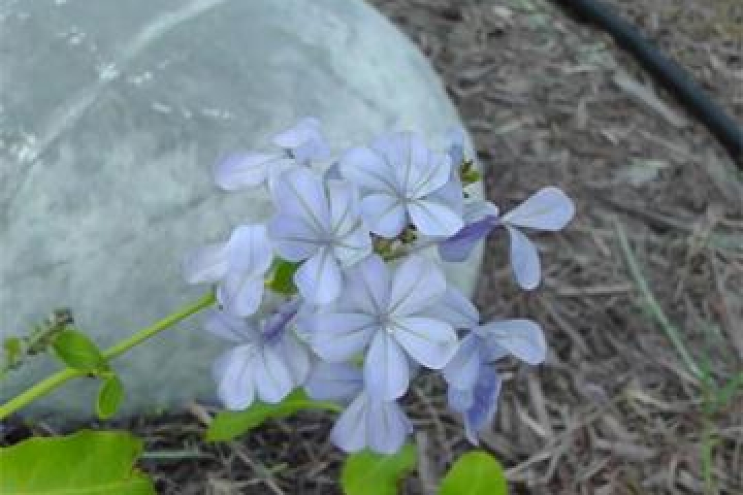 Playing with Flowers - Dr John Sutterby