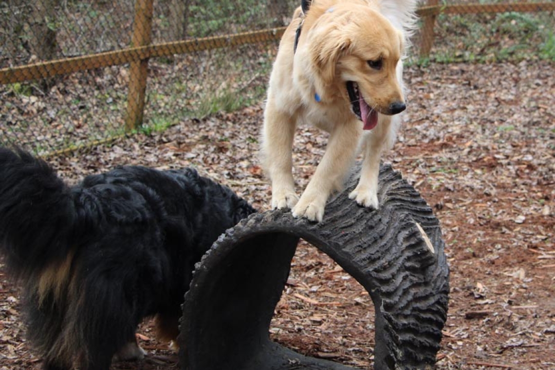 Dog Parks