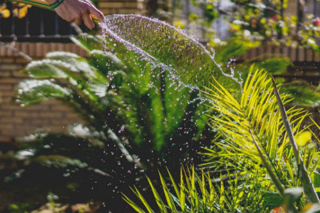 Take care of plants in the yard for a great place to play.